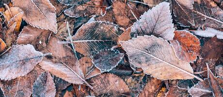 Frozen oak leaves abstract natural background. Closeup texture of frost and colorful autumn leaves on forest ground. Tranquil nature pattern morning hoar frost abstract seasonal macro. Peaceful winter photo