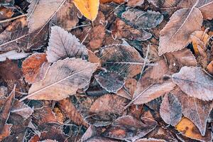 Frozen oak leaves abstract natural background. Closeup texture of frost and colorful autumn leaves on forest ground. Tranquil nature pattern morning hoar frost abstract seasonal macro. Peaceful winter photo