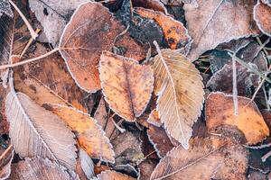 congelado roble hojas resumen natural antecedentes. de cerca textura de escarcha y vistoso otoño hojas en bosque suelo. tranquilo naturaleza modelo Mañana acaparar escarcha resumen estacional macro. pacífico invierno foto