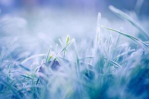 Green grass with morning frost and sunlight in garden, Frozen grass on meadow at sunrise, Plants for abstract natural background. Winter nature closeup photo