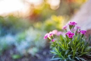 Chrysanthemum flowers blooming in a garden. Beauty autumn flowers. Bright vivid colors, flowers in garden sunset light. Vintage nature outdoor autumn closeup. Abstract peaceful blooming blur bokeh photo