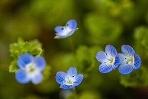 Spring blue flowers. Blue flax flowers in meadow. Nature background of blooming in field. photo