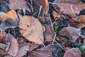 Frozen oak leaves abstract natural background. Closeup texture of frost and colorful autumn leaves on forest ground. Tranquil nature pattern morning hoar frost abstract seasonal macro. Peaceful winter photo