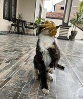 negro gato es comiendo frito pollo en el terraza foto