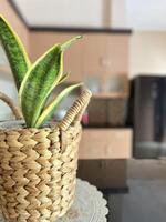 Close-up of potted plant on table at home photo