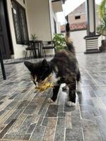 negro gato es comiendo frito pollo en el terraza foto