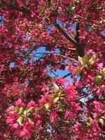 Crab Apple Bloom photo