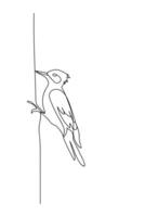 Woodpecker bird, black line drawing, one line outline on white background vector