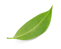 färsk grön blad med vatten släppa makro skott, png genomskinlighet med skugga