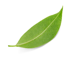 Fresh green leaf with water drop macro shot, PNG transparency with shadow