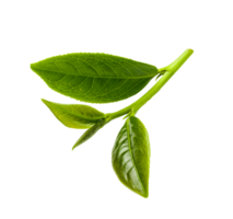 Green tea leaves, PNG transparency