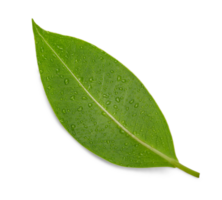 färsk grön blad med vatten släppa makro skott, png genomskinlighet med skugga