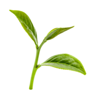 Green tea leaves, PNG transparency