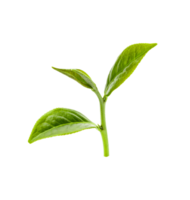 Green tea leaves, PNG transparency