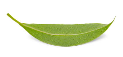 Fresh green leaf with water drop macro shot, PNG transparency with shadow