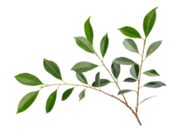 Fresh green leaves branch macro shot, PNG transparency