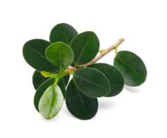 Fresh green leaves branch macro shot, PNG transparency