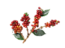 biologisch koffie bonen met koffie bladeren, PNG transparantie