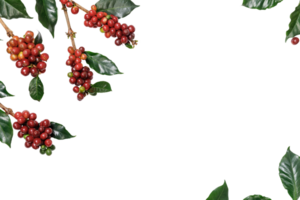 organisk kaffe bönor med kaffe löv, png genomskinlighet