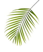 Coconut leaves, Tropical palm leaf foliage plant, PNG transparency