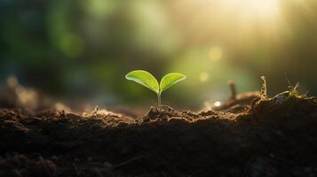 ai generado minúsculo brote planta de semillero de un árbol en luz de sol. símbolo de ecología, naturaleza y el comenzando de vida y crecimiento concepto foto