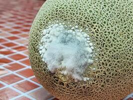 Melon fruit has mold, fungus. photo