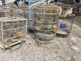 Dove Bird trading at the roadside animal market photo