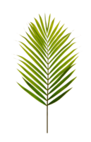 Tropical palm leaf foliage plant, PNG transparency