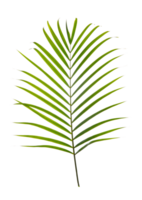 Tropical palm leaf foliage plant, PNG transparency