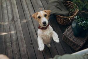 linda perro en pie en dos piernas y Mira a cámara. Jack Russell terrier en frente de oscuro de madera antecedentes en el terraza foto