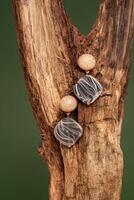 Stylish earrings on wooden branch over beige background. Jewelry fashion photography concept. studio shot photo