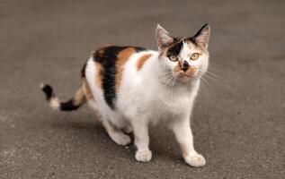 Lonely scared street cat looking at camera against asphalt. photo