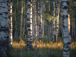 AI generated A relaxing forest of white birches photo