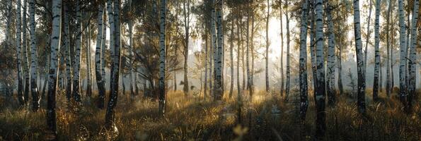 AI generated A relaxing forest of white birches photo