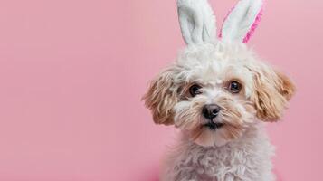 AI generated Cute maltipoo wearing Easter Bunny Ear on a Pink Background with copy space photo