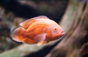 Albino Oscar fish in fresh water Aquarium on blue background. The oscar Astronotus ocellatus names tiger oscar, velvet cichlid, and marble cichlid photo