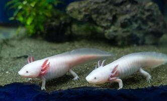 Axolotl aquarium, salamander, nature. Cute axolotl exotic aquarium pets. photo