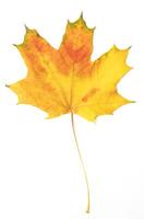 fallen bright yellow orange autumn maple leaf on a white background close-up photo