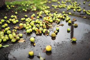 fallen apples lie in a puddle on the ground. rainy autumn weather photo