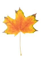 fallen bright yellow orange autumn maple leaf on a white background close-up photo