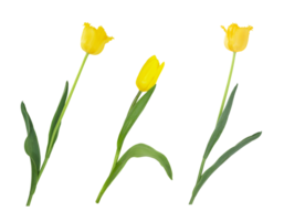 geel tulpen Aan geïsoleerd achtergrond. ontwerp element. Internationale vrouwen, moeder dag, maart 8, verjaardag, Pasen. badstof bloem. kopiëren ruimte png