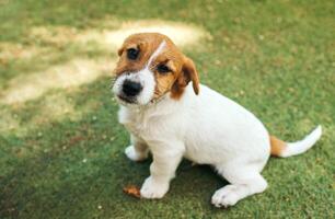 jack russell puppy on green lawn and looking at camera photo