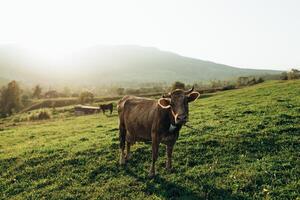 Cows graze on a grass field in summer at sunset in the mountains. The cow looks into the camera with sun rays. photo