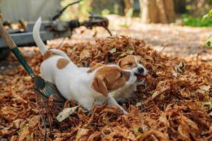 two jack russell puppies playing in a large pile of fallen leaves photo