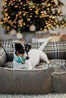 Jack Russell Terrier lies on a bed and nibbles on a toy under a holiday tree with wrapped gift boxes and holiday lights. Festive background, close-up photo