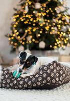 Jack Russell Terrier lies on a bed and nibbles on a toy under a holiday tree with wrapped gift boxes and holiday lights. Festive background, close-up photo