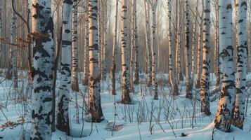 AI generated A relaxing forest of white birches photo