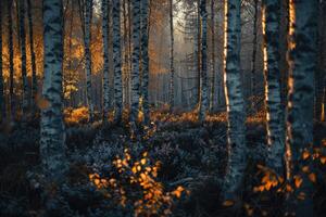 AI generated A relaxing forest of white birches photo