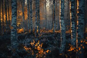 ai generado un relajante bosque de blanco abedules foto