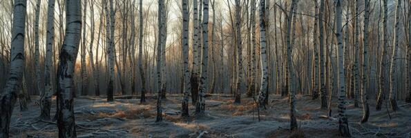 AI generated A relaxing forest of white birches photo